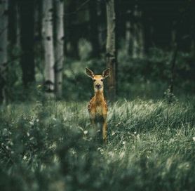 deer-staring-from-forest